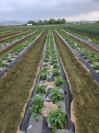 심상훈님의 감자 · 영농일지 작성글 사진