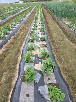 심상훈님의 감자 · 영농일지 작성글 사진