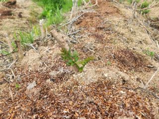 갈미할배님의 두릅 · 영농일지 작성글 사진