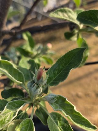 햇살농원 옥이네사과님의 작성글 사진