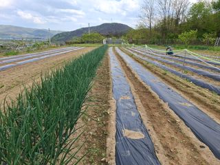 철남 김희곤님의 복숭아 · 영농일지 작성글 사진