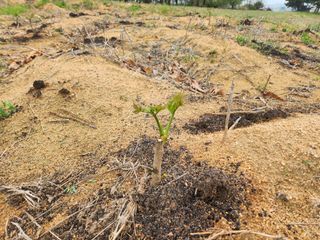 갈미할배님의 두릅 · 영농일지 작성글 사진