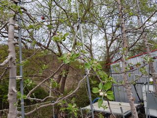 의성,군위 나상덕님의 기타작물 · 영농일지 작성글 사진