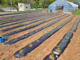 자병산무농약고추님의 고추 · 영농일지 작성글 사진