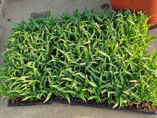 경달현님의 옥수수 · 영농일지 작성글 사진