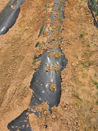 조선된장님의 마늘 · 영농일지 작성글 사진