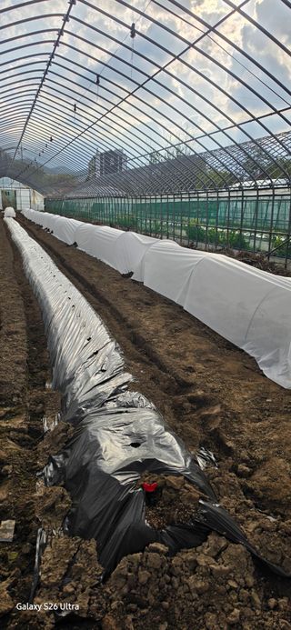 ♡청심전유삼♡님의 기타작물 · 영농일지 작성글 사진