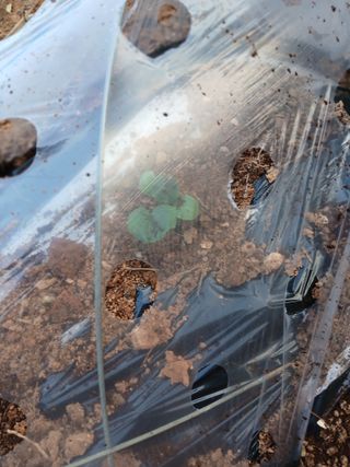 최유순님의 기타작물 · 영농일지 작성글 사진