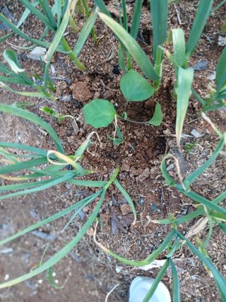 최유순님의 기타작물 · 영농일지 작성글 사진