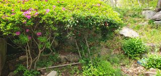 반성식님의 기타작물 · 영농일지 작성글 사진