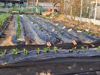 영흥천국님의 감자 · 영농일지 작성글 사진