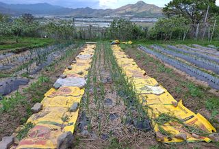 철남 김희곤님의 복숭아 · 영농일지 작성글 사진