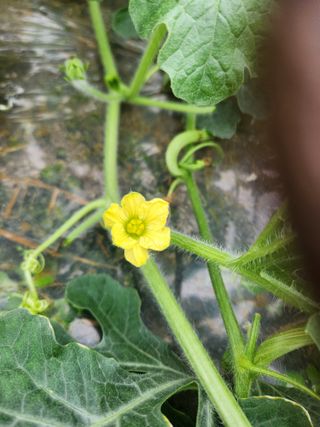 김저팔계님의 기타작물 · 영농일지 작성글 사진