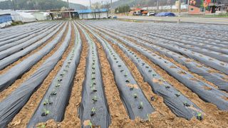 김용훈 님의 기타작물 · 영농일지 작성글 사진