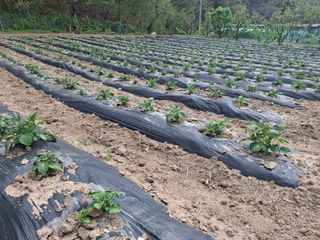 주재필님의 감자 · 영농일지 작성글 사진
