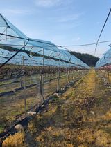 소백산단산포도이종석님의 작성글 사진