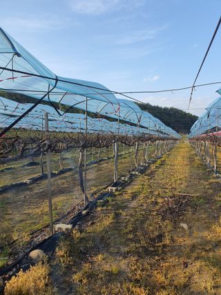 소백산단산포도이종석님의 기타작물 · 영농일지 작성글 사진
