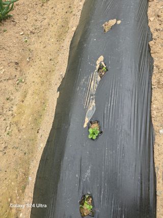 소병찬님의 상추 · 영농일지 작성글 사진