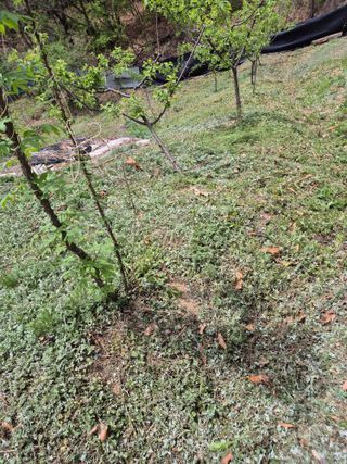 호랑이별님의 기타작물 · 영농일지 작성글 사진