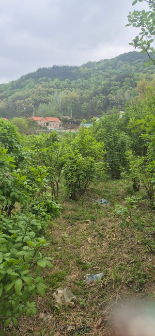 매실21434님의 기타작물 · 영농일지 작성글 사진