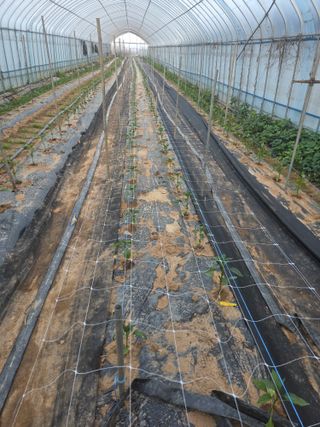 구상회님의 고추 · 영농일지 작성글 사진