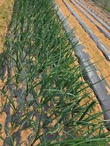 조선된장님의 작성글 사진