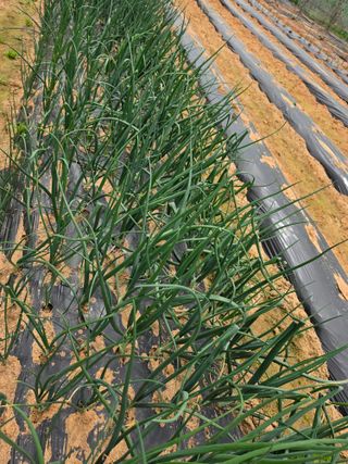 조선된장님의 마늘 · 영농일지 작성글 사진