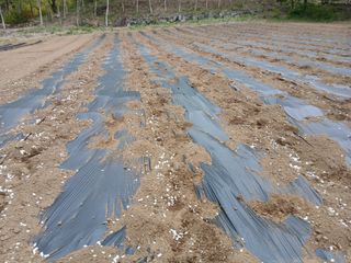 김성님의 기타작물 · 영농일지 작성글 사진
