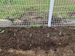 텃밭농사초보님의 작성글 사진