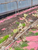 더 드림 농원님의 작성글 사진