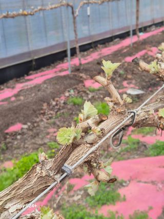 더 드림 농원님의 포도 · 영농일지 작성글 사진