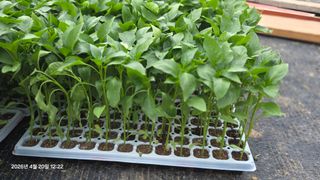 박용열조물주님 님의 기타작물 · 영농일지 작성글 사진