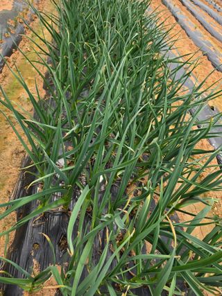 조선된장님의 작성글 사진