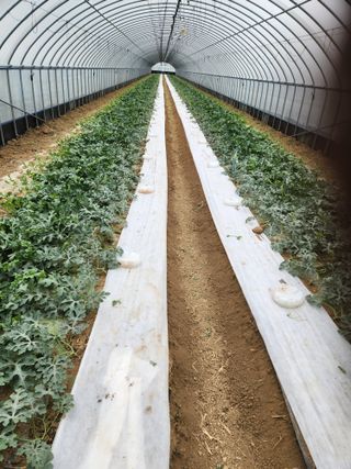 김저팔계님의 기타작물 · 영농일지 작성글 사진