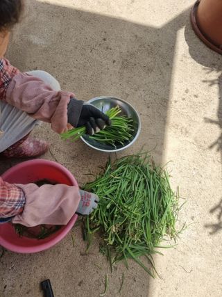 구평쿠키요정님의 두릅 · 영농일지 작성글 사진