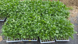 박용열조물주님 님의 기타작물 · 영농일지 작성글 사진