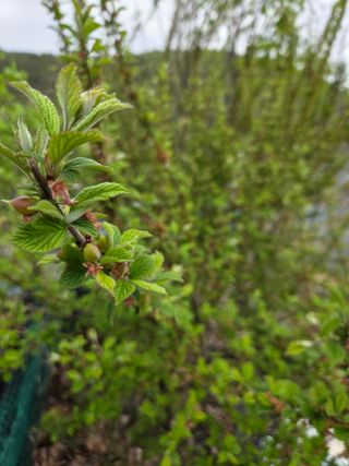 김영옥님의 기타작물 · 영농일지 작성글 사진