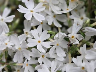 김영옥님의 기타작물 · 영농일지 작성글 사진