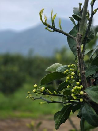 산방자연농원님의 귤 · 영농일지 작성글 사진