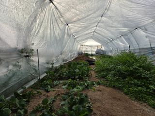 김윤회님의 호박 · 영농일지 작성글 사진