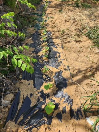 노복우님의 기타작물 · 영농일지 작성글 사진