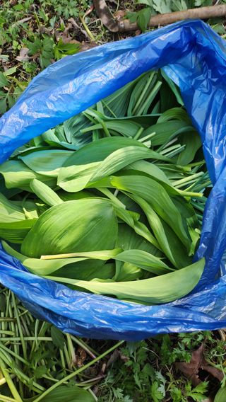 장흥 모경화 님의 두릅 · 영농일지 작성글 사진