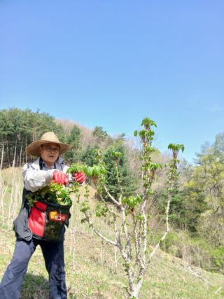 인생은 소풍처럼~님의 기타작물 · 영농일지 작성글 사진