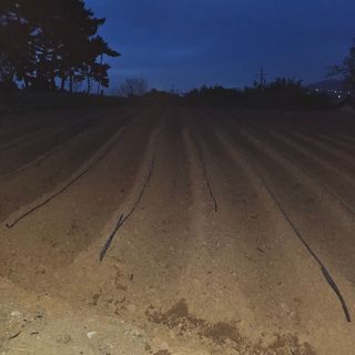 설장구님의 기타작물 · 영농일지 작성글 사진