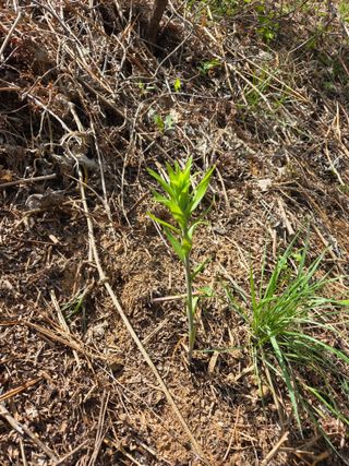 쌍둥이농장님의 기타작물 · 영농일지 작성글 사진