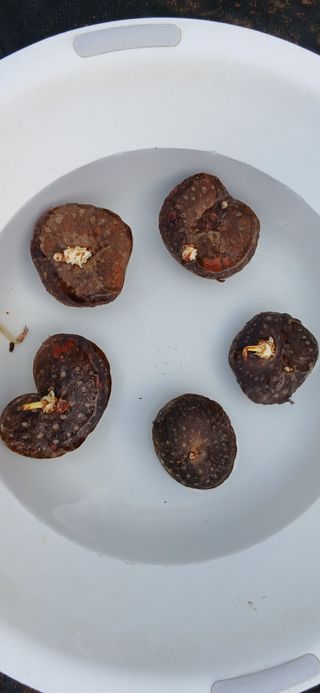 정연섭님의 기타작물 · 영농일지 작성글 사진