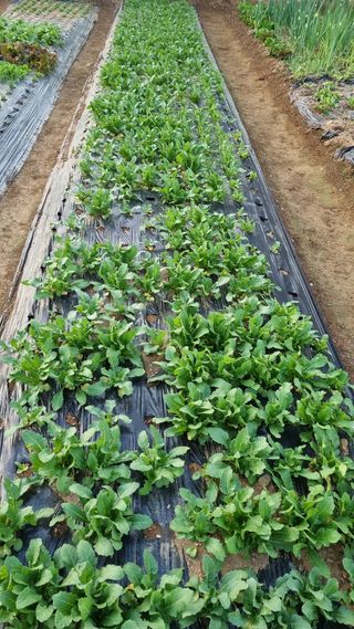 김지철님의 기타작물 · 영농일지 작성글 사진