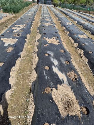 덕포킴님의 기타작물 · 영농일지 작성글 사진