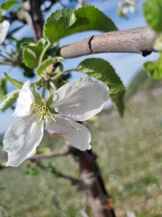 님의 사과 · 영농일지 작성글 사진