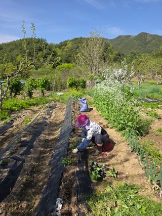 향양농장 사랑합니다님의 기타작물 · 영농일지 작성글 사진